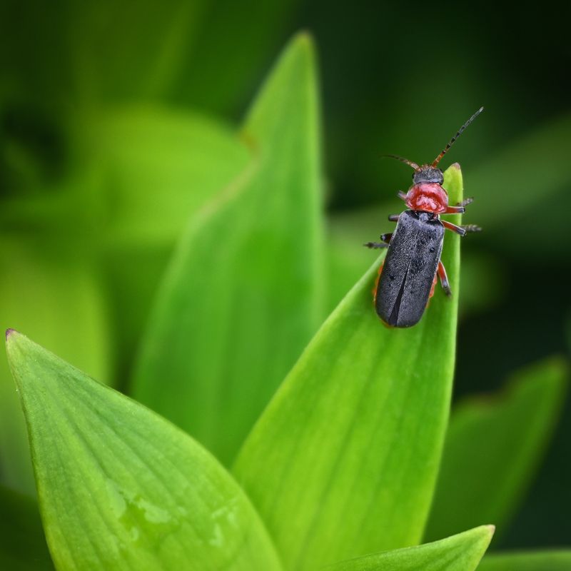 Свистать всех наверх! фото превью