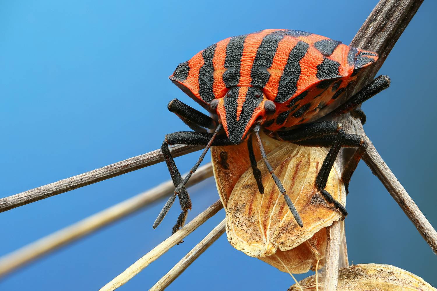 макро,природа,животное,клоп,беларусь,растение,трава,цвет,синий, Шаповалов Андрей