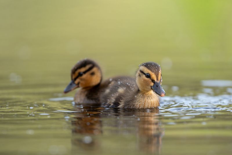 No title фото превью