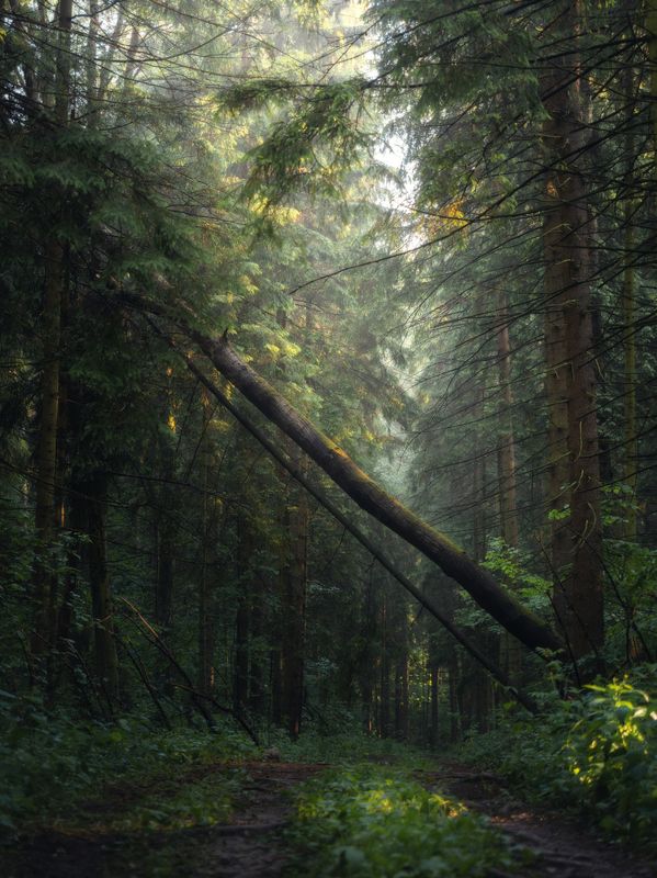 Утро после дождя фото превью