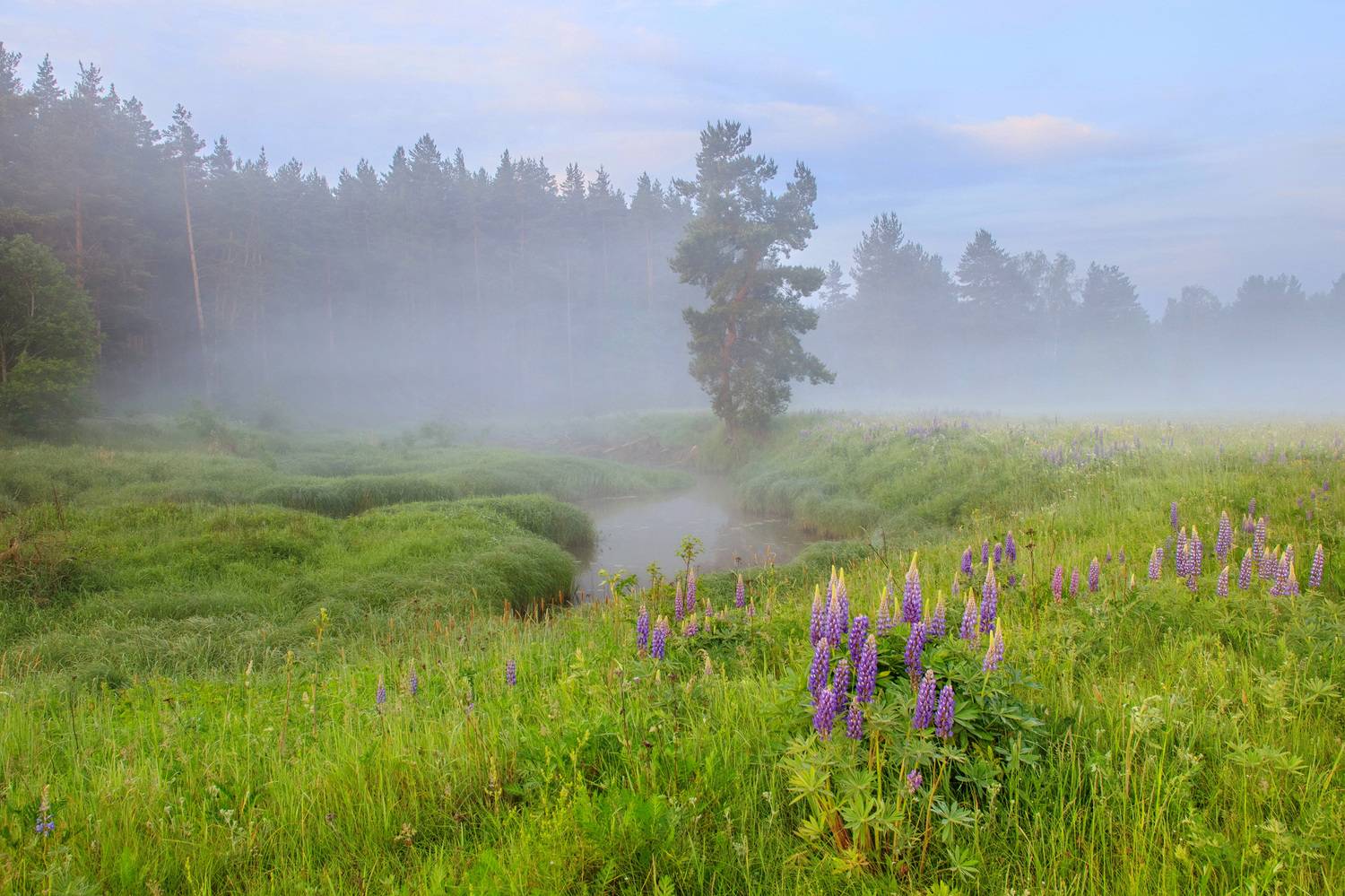 , Добролюбова Тамара