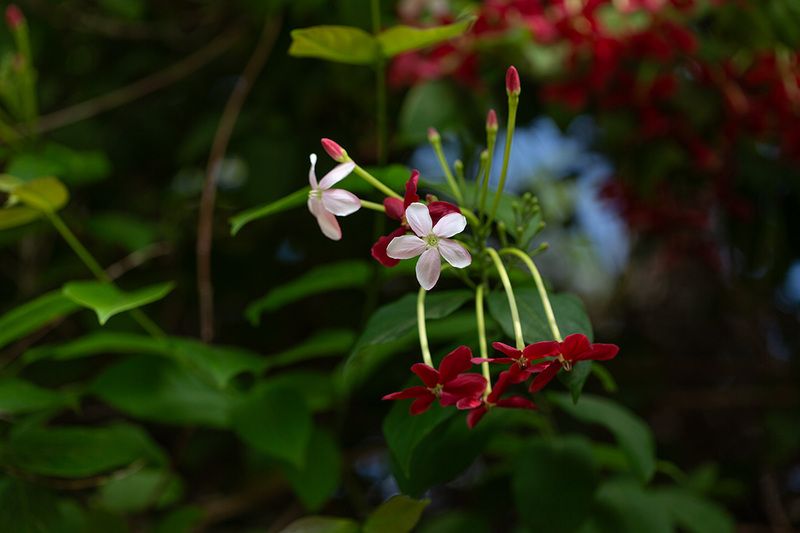 Прогулка по теплице ) фото превью