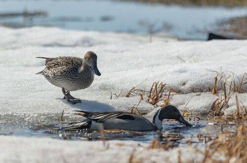 Весна в тундре...