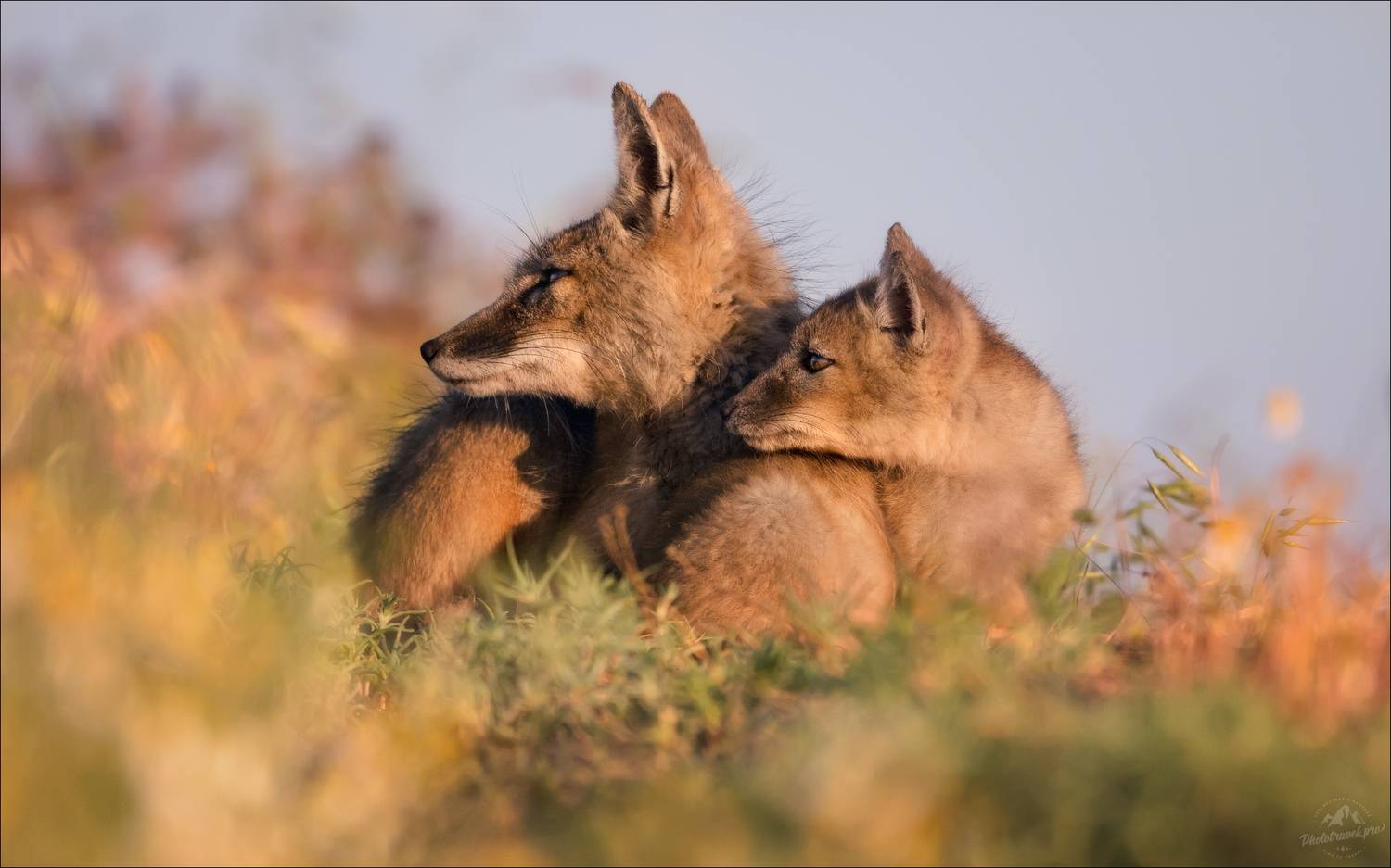 корсак, лиса, степная лиса, взрослый корсак, маныч,заповедник черные земли, корсачок, фото корсака, молодой корсак, степная лисица, vulpes corsac, калмыкия, черные земли,  корсачонок, калмыцкий корсак, корсаки, vulpes corsac kalmykorum, фотографии корсака, Влад Соколовский