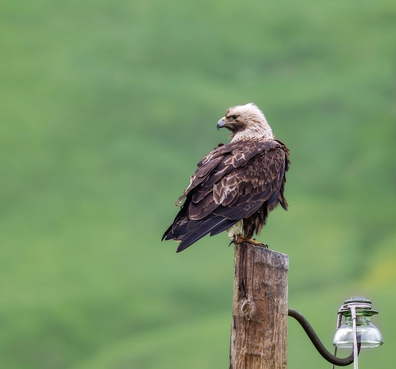 Орёл-Могильник.  фото превью