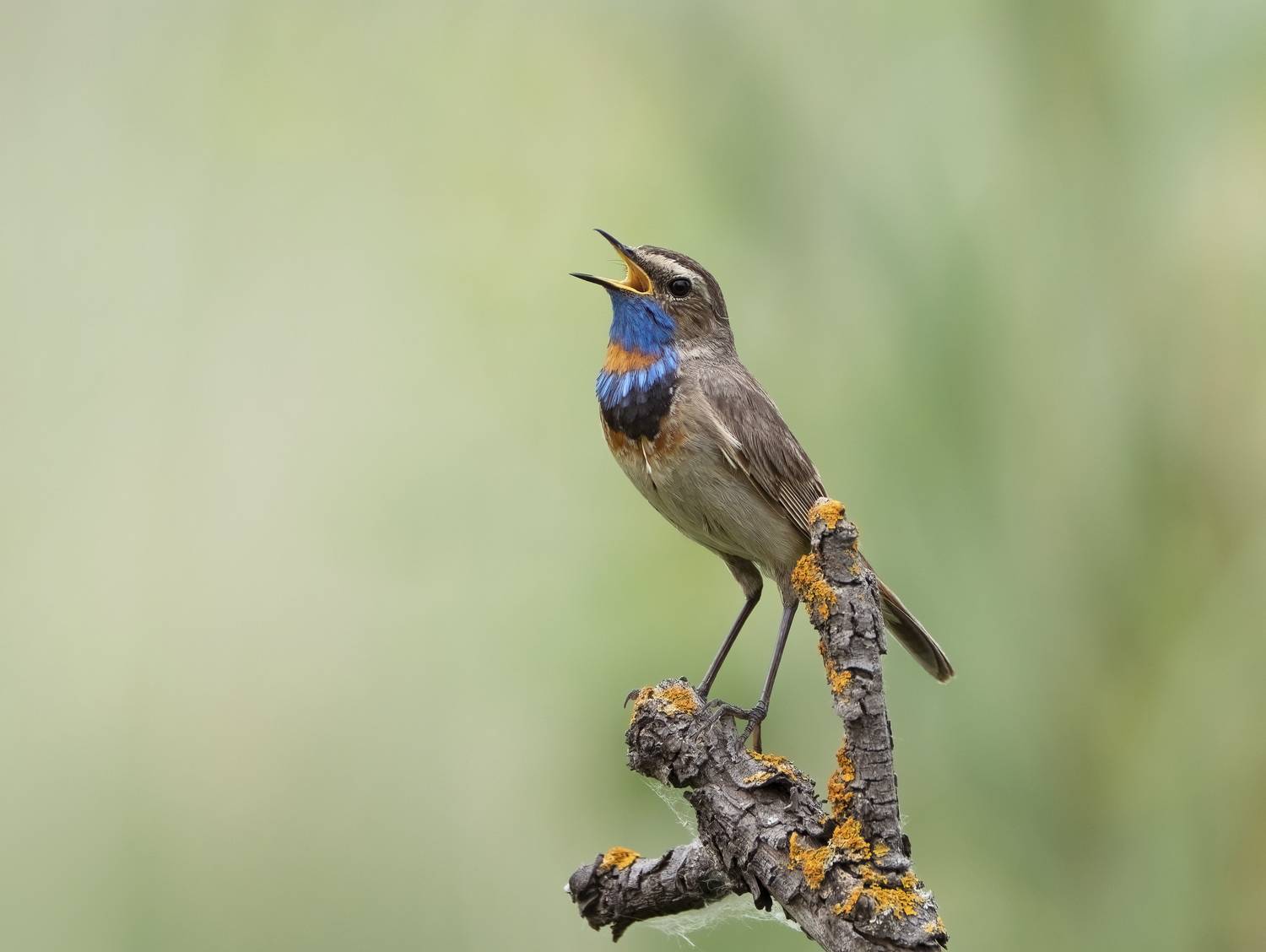 птицы,природа, лето, Андрей Киселёв