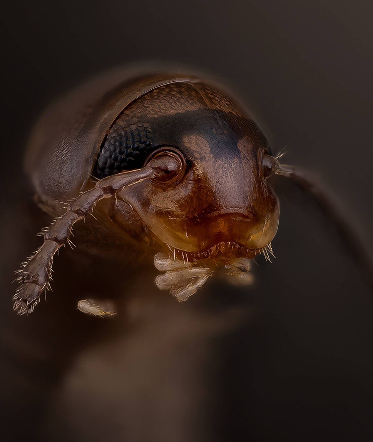 julidae,  cylindroiulus, cylinroiulus caeruleocinctus, Kavaliauskas Eugenijus