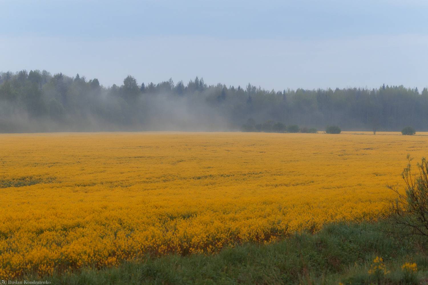 Рапс, рапсовые поля, Кондратенко Руслан