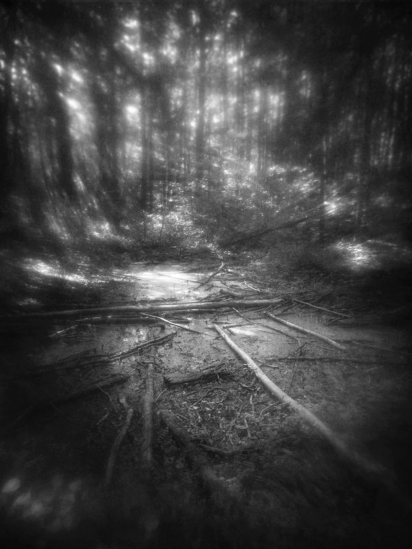 чб, лес, утро, пикториализм Утро в заболоченном лесу. фото превью