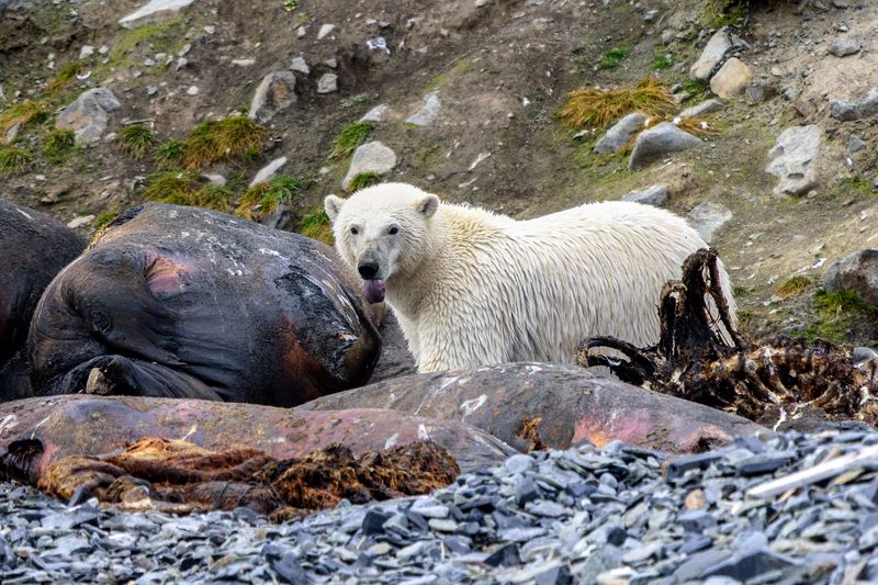 осень, чукотка, белый мишка Еда белого медведя фото превью
