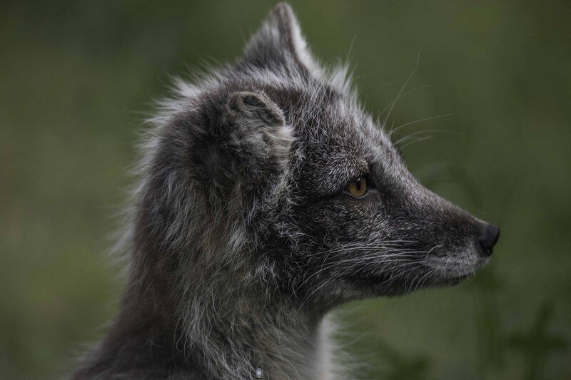 Arctic fox фото превью