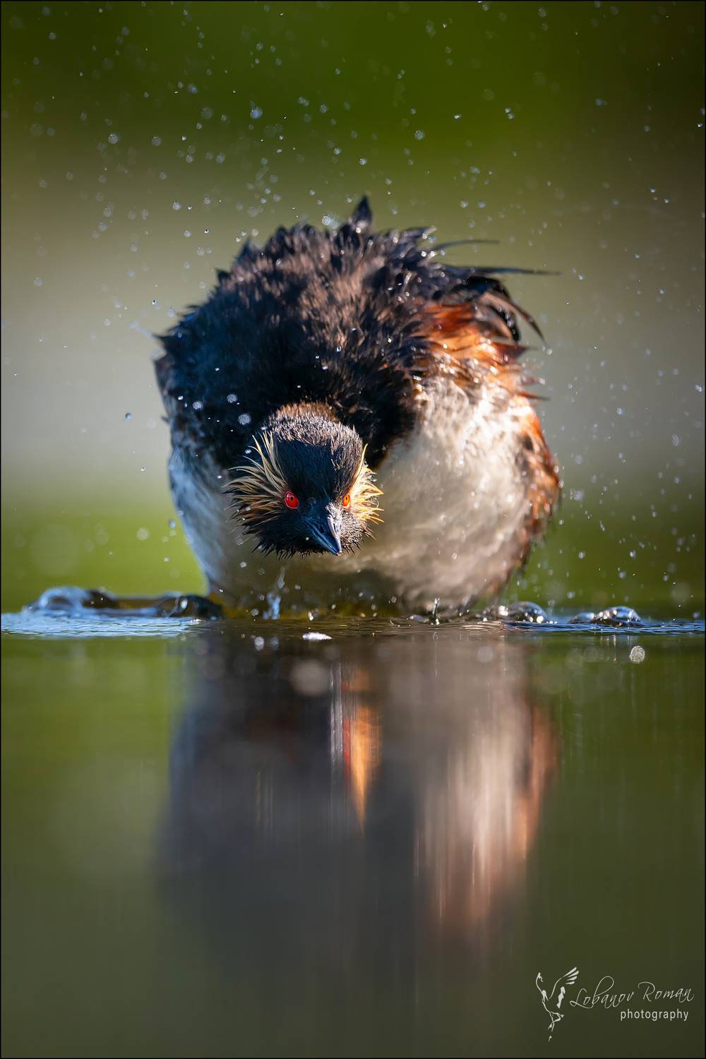 , Лобанов Роман