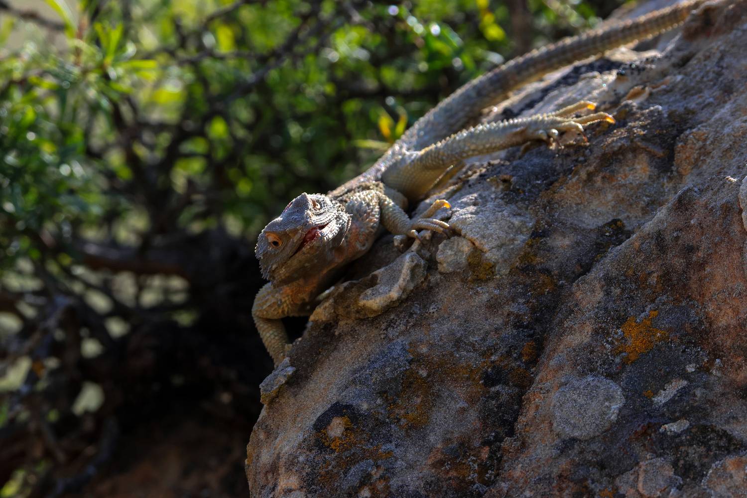 ящерица,кавказская агама,горы,дагестан,, Magov Marat