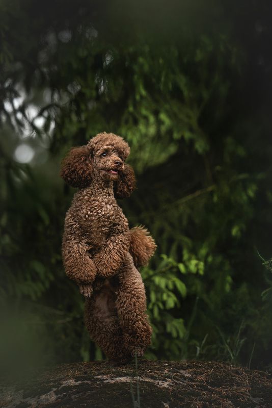 Тошка танцор фото превью