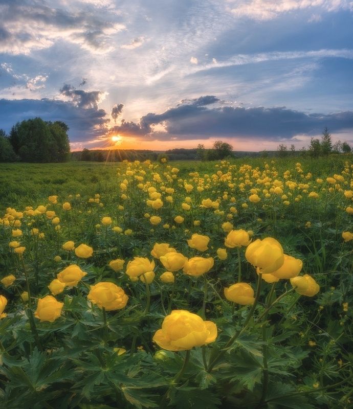 Вечер на поле с купальницами фото превью