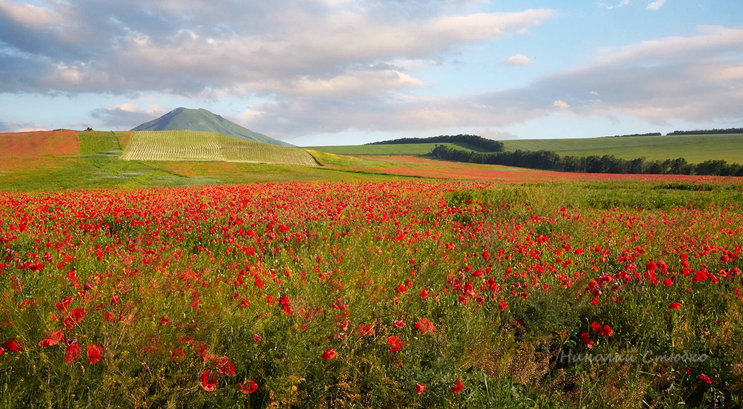 кавказ, горы, поле, маки, Николай Стюбко