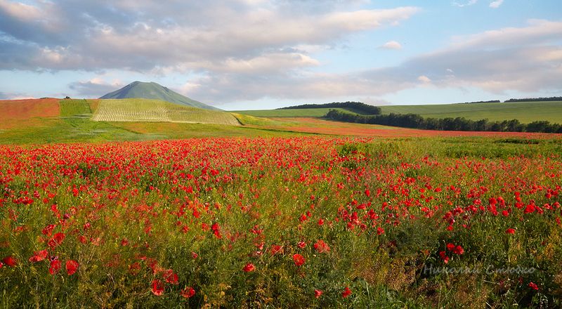 кавказ, горы, поле, маки На маковом поле фото превью