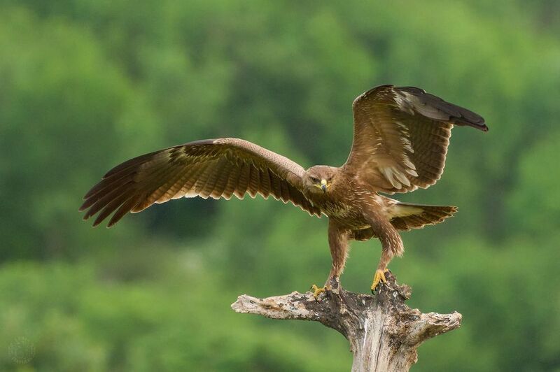 Малый подорлик - Lens and Feathers фото превью