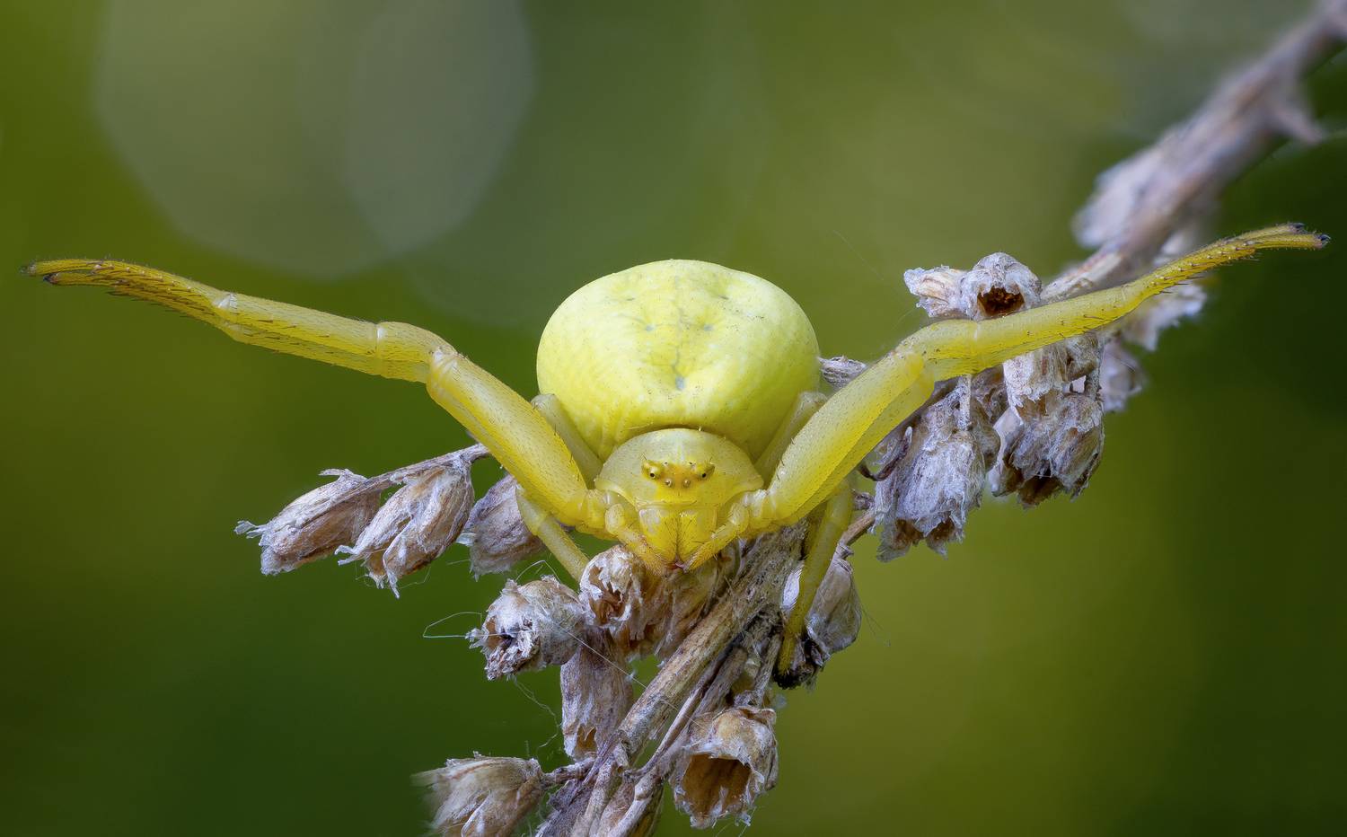 , Кузнецов Дмитрий