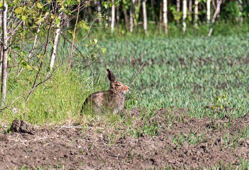 Зая.  (5 фото)