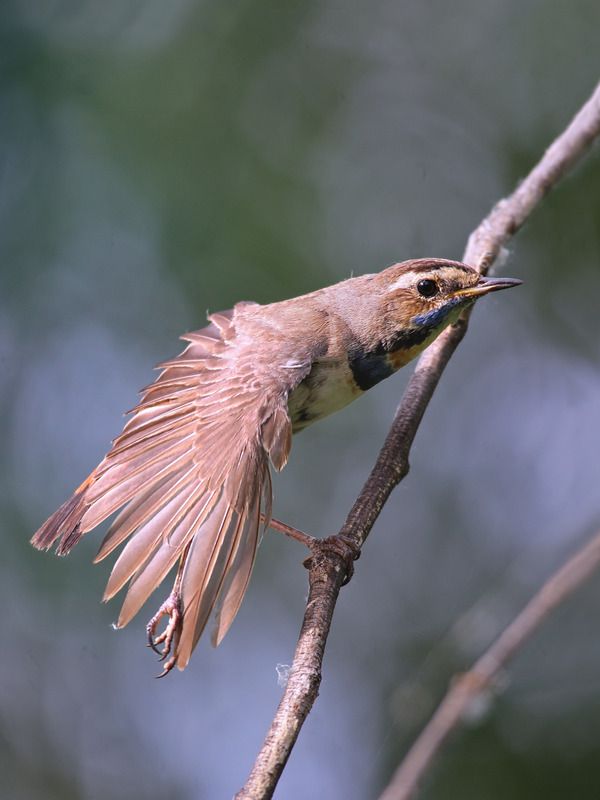 luscinia svecica, варакушка, На пилоне. фото превью