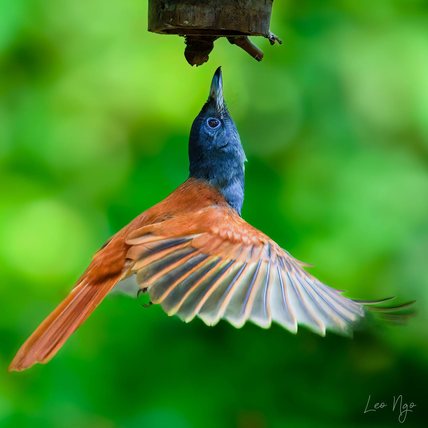 , Ngo Hoang Nguyen - Leo Ngo