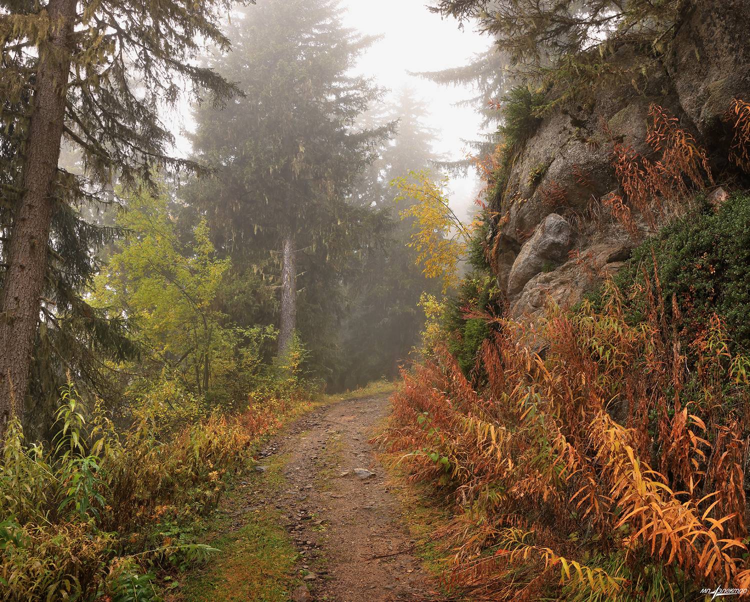 swiss, Матвеев Николай