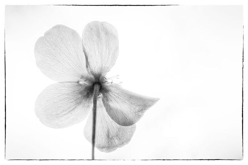 цветы  фото превью