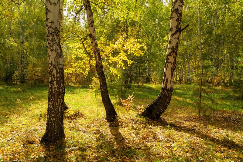 светлый лес осенний фото превью