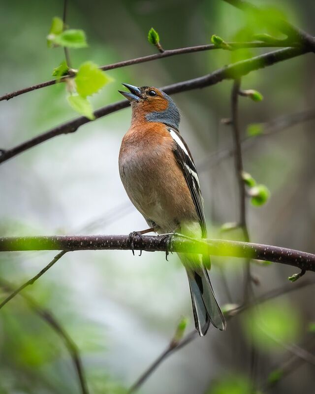 зяблик, весна, май, птицы сибири, бердвочинг Кое-что о зяблике фото превью