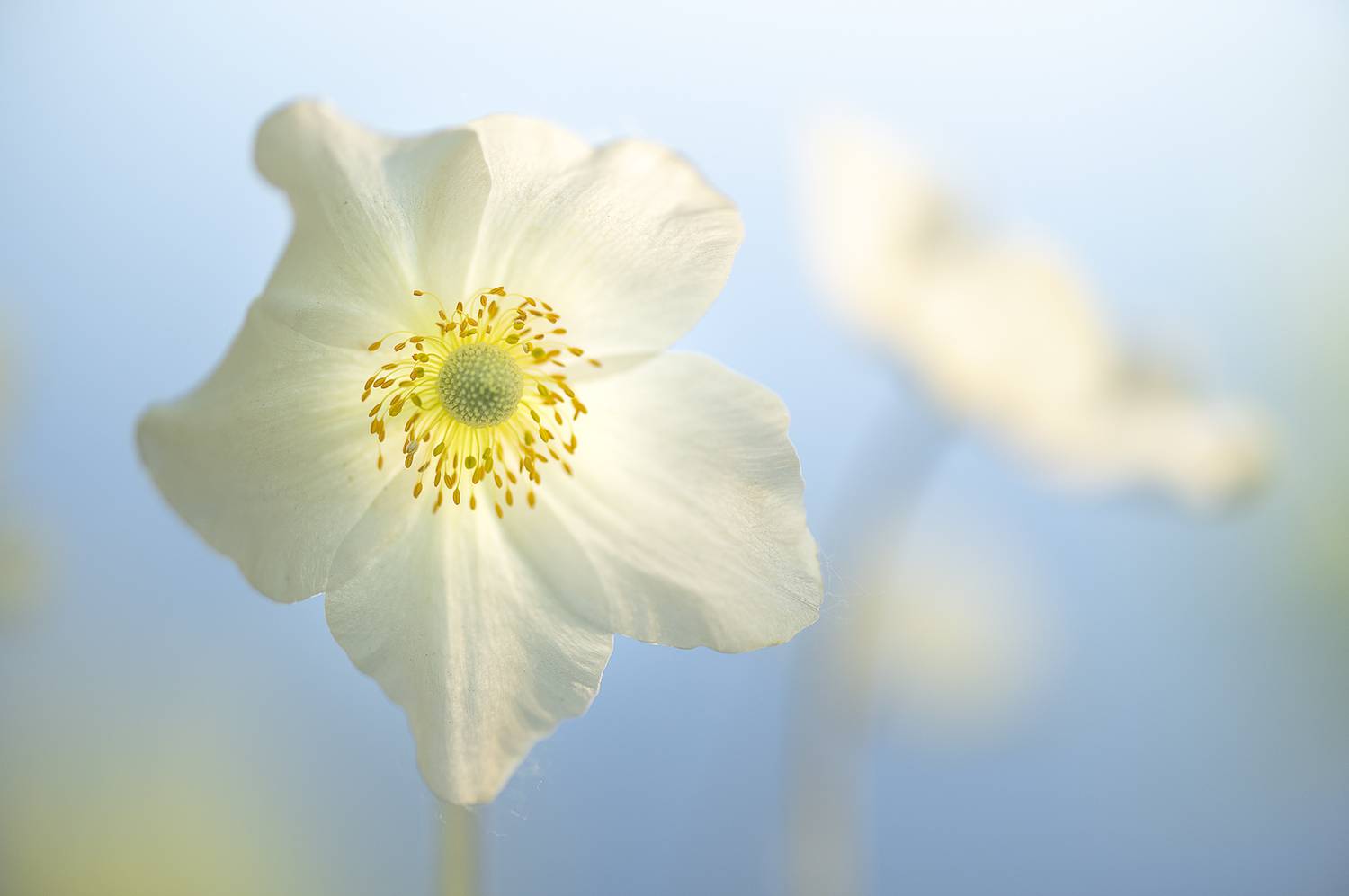 цветы, макро, Андреева Светлана