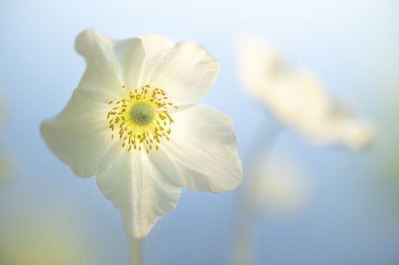 цветы, макро Летние цветы фото превью