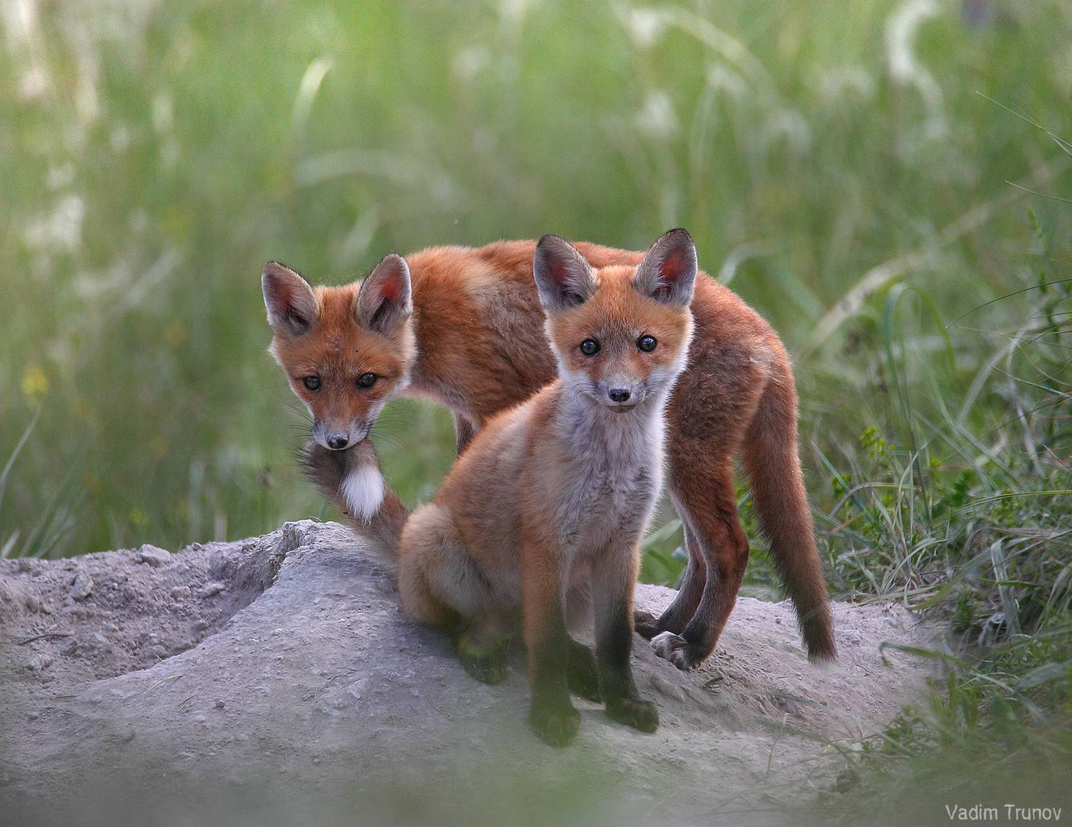 лиса, лисята, fox, Вадим Трунов
