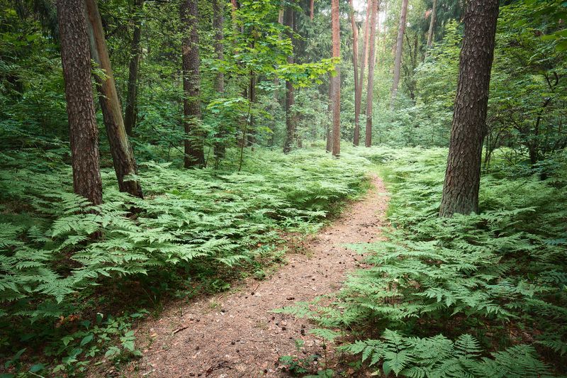лес, деревья, листва, свет В летнем лесу фото превью