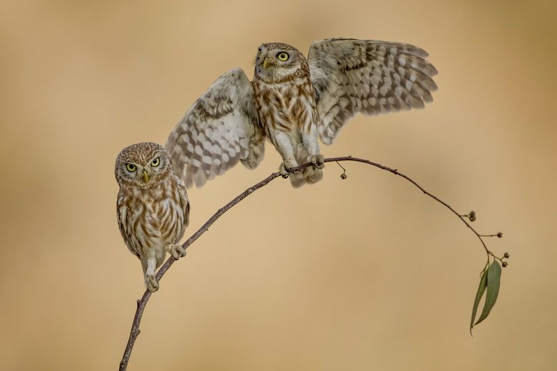 Little owls  фото превью