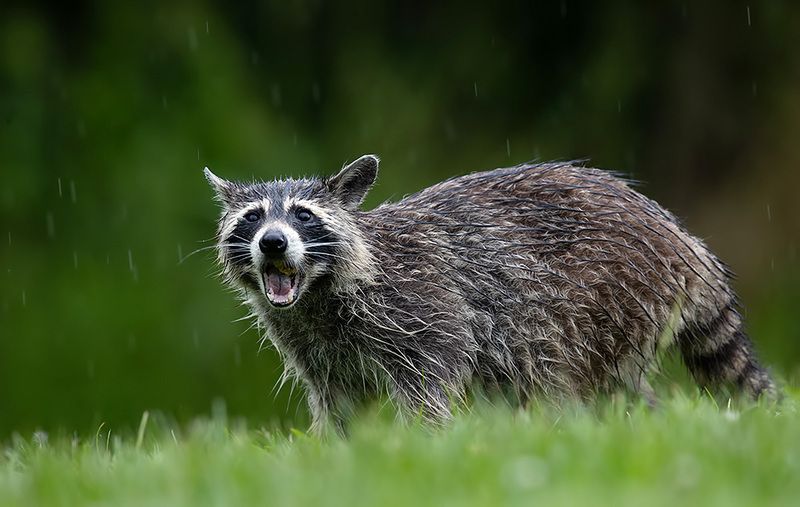 енот обыкновенный, енот-полоскун, raccoon, енот, дикие животные, животные, animals Wet Raccoon. Енот-полоскун фото превью