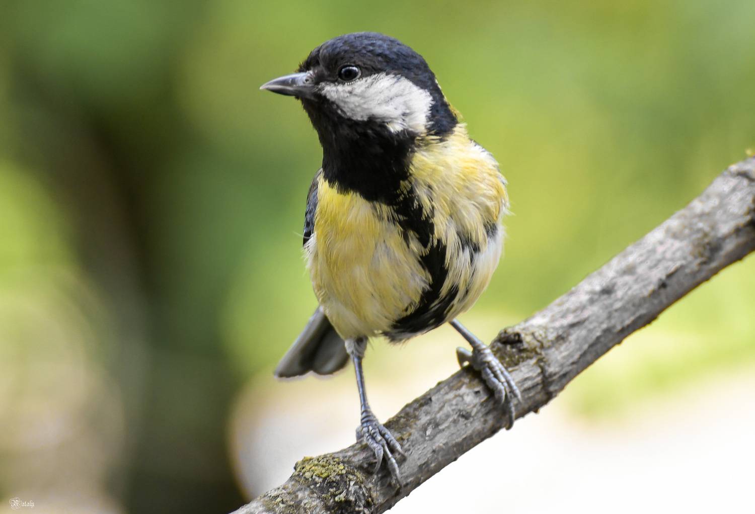 , Наталья Екимова