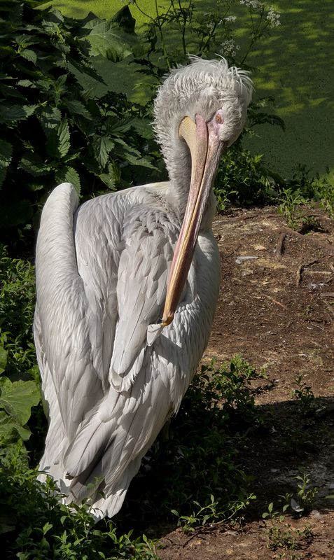 ****** фото превью