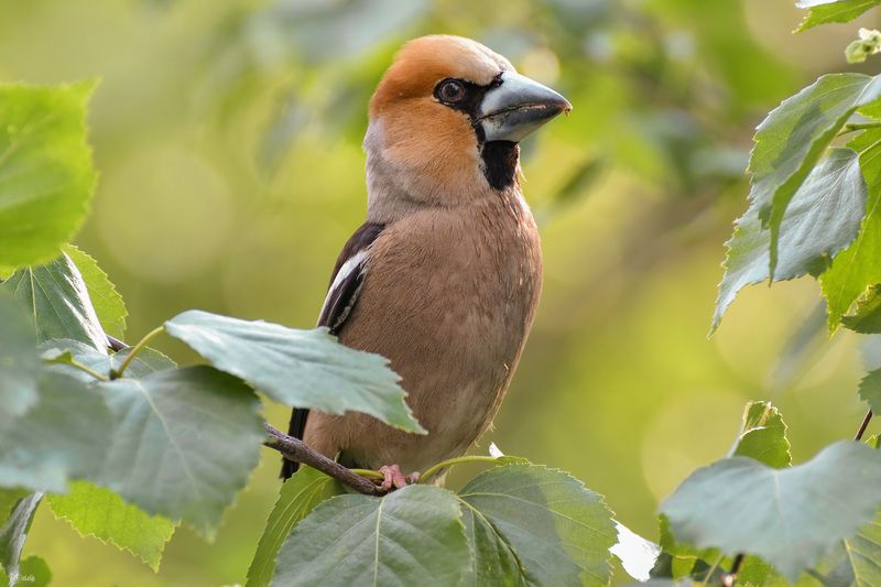 Красавчик дубонос фото превью