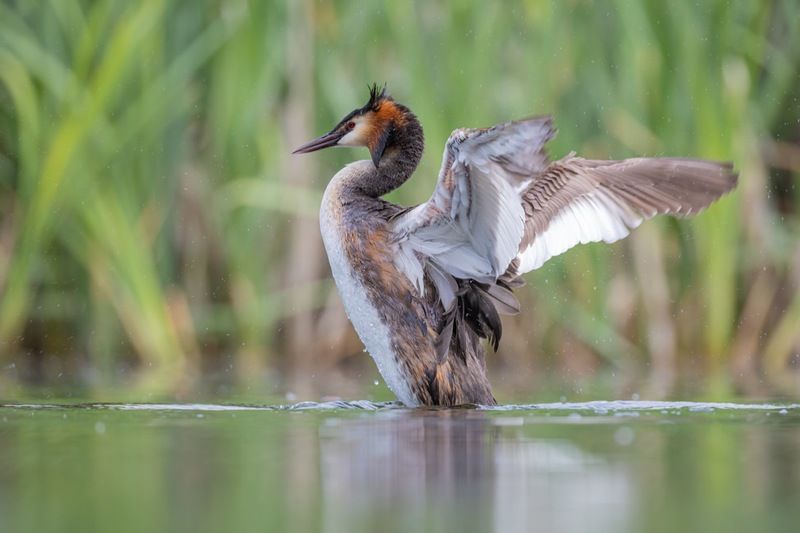 поганка, чомга, большая поганка, птицы Чомна фото превью