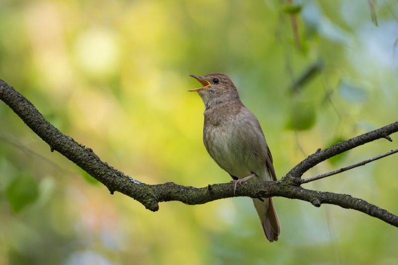 соловей, птицы Соловей фото превью