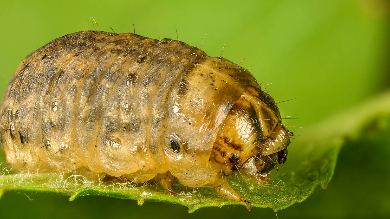 , Андрей Кривов