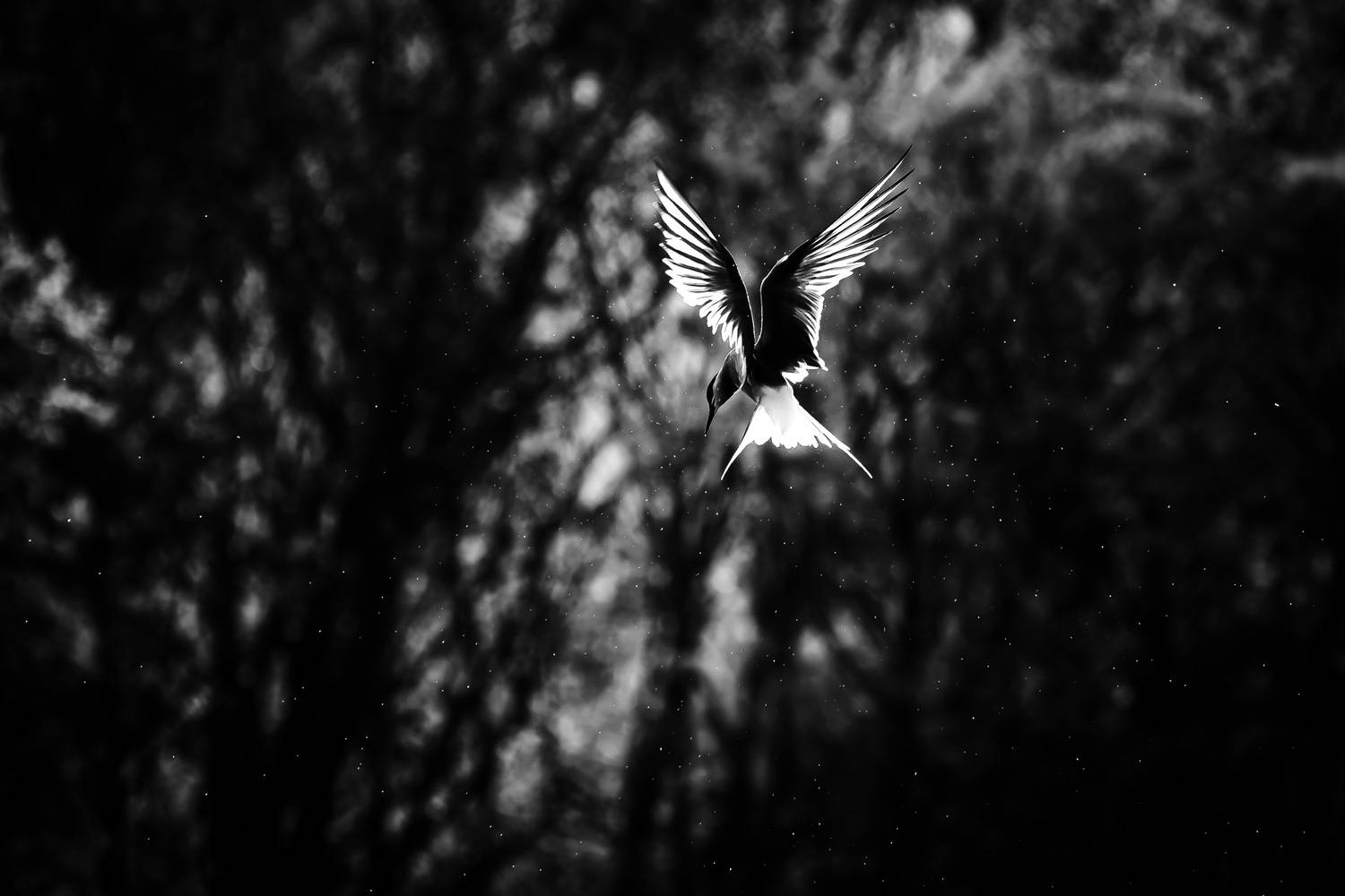 крачка; чайка; охота; пикирование; полёт, свет, утро, камчатский край, Уткин Дмитрий