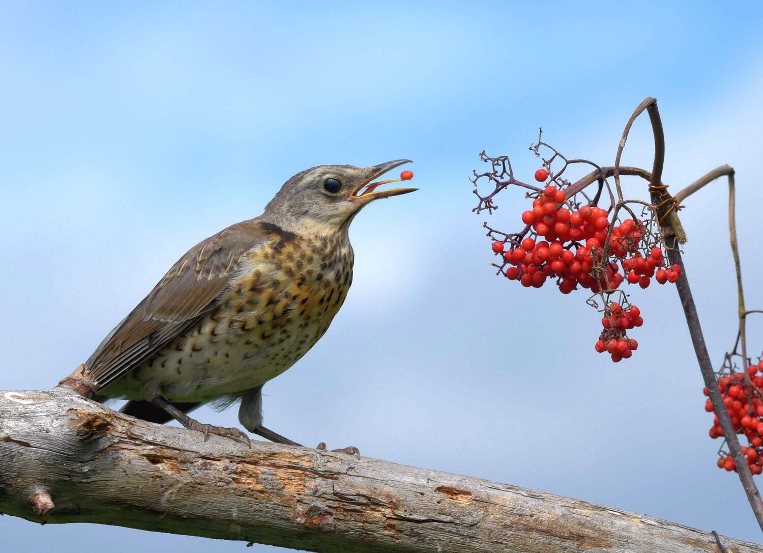 , Белоусов Михаил
