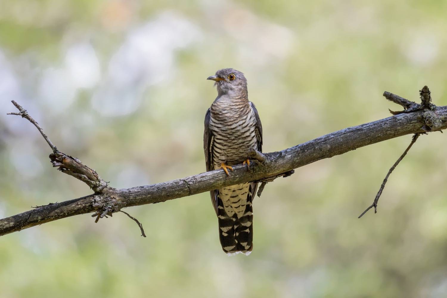 кукушка, Руслан Pl