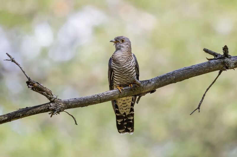 кукушка Кукушка фото превью