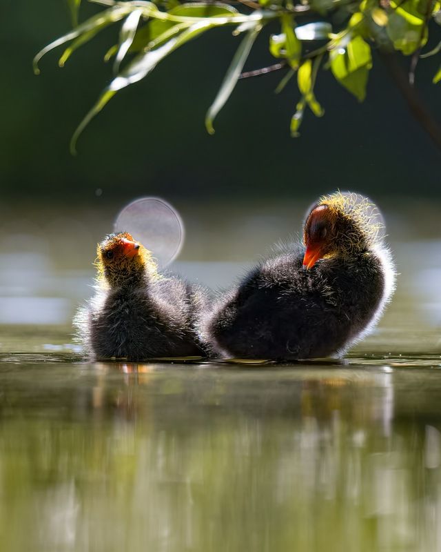 лысуха Лысята фото превью