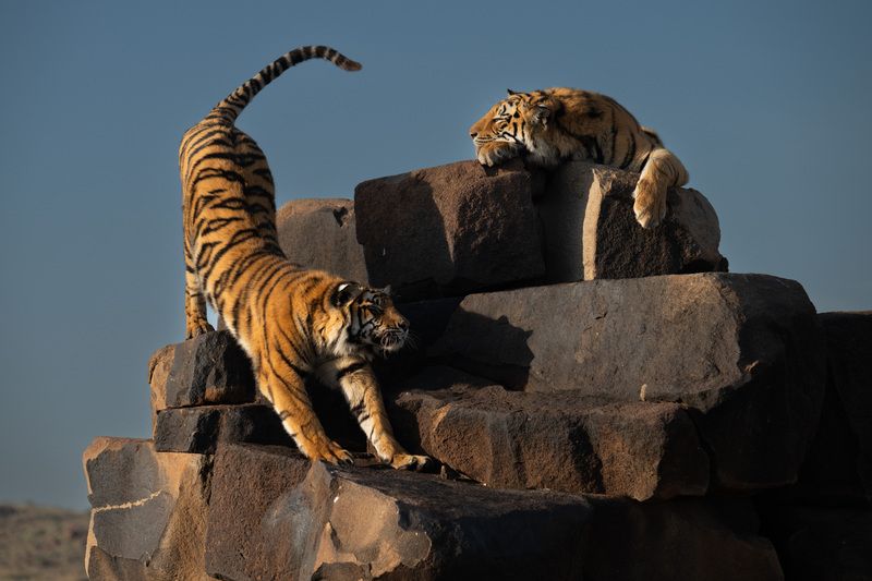 Бенгальский тигр, Африка, ЮАР  фото превью