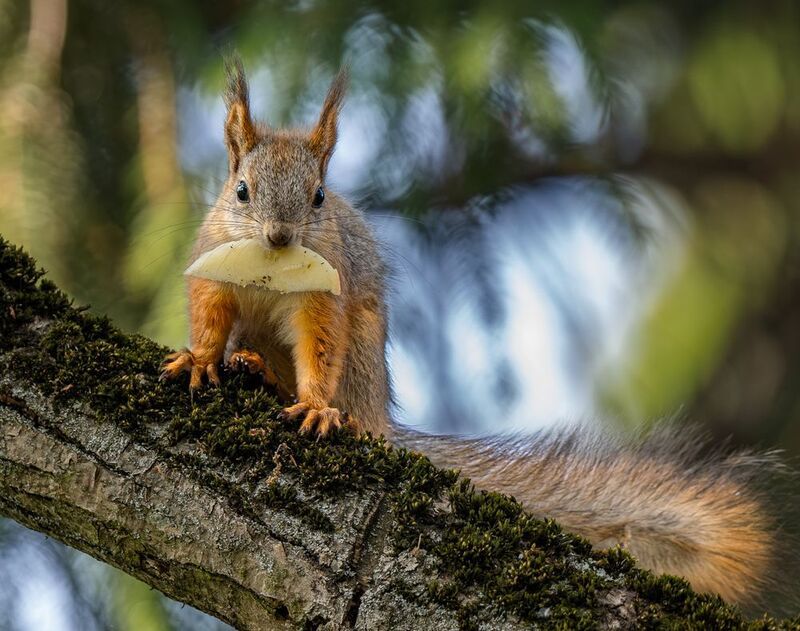 ...е где-то бог послал кусочек сыру... фото превью