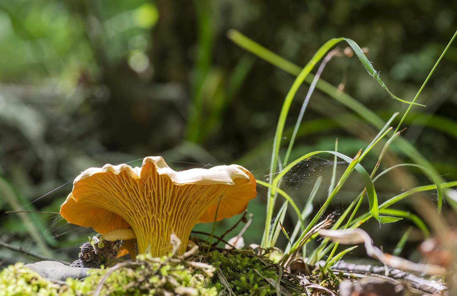 , Александр Земляной